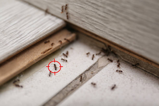 Best Commercial Pest Control Services  in Valley Stream, NY