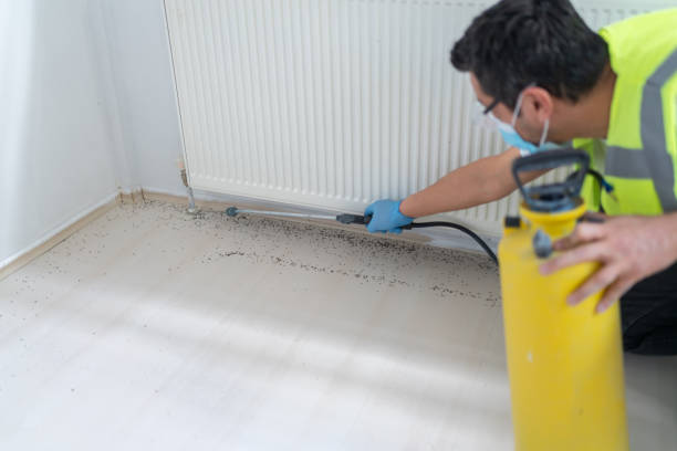 Best Pest Control Near Me  in Valley Stream, NY