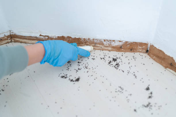Best Mosquito Control Services  in Valley Stream, NY